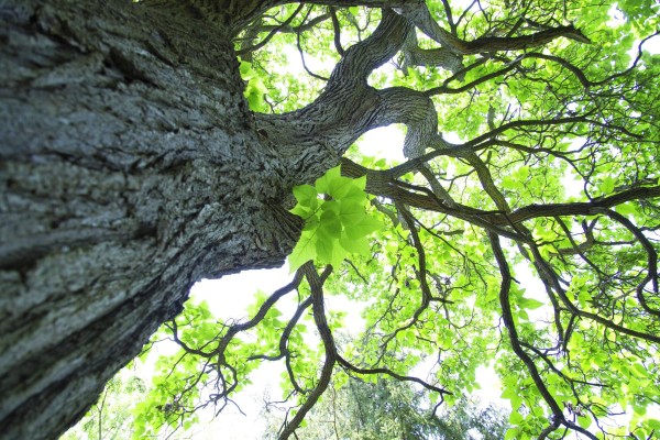 skyward_reaching_transcendent_awe