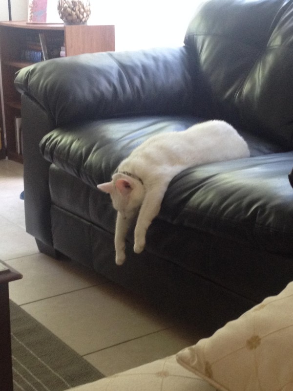 sofa_sloth_cat