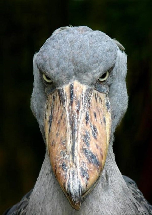 stentorian_shoebill