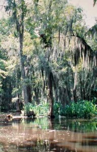 swamp-191x300.jpg
