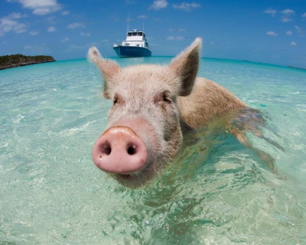 What Really Killed Those Cute Bahamian Swimming Piggies