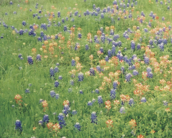 texas_wildflowers