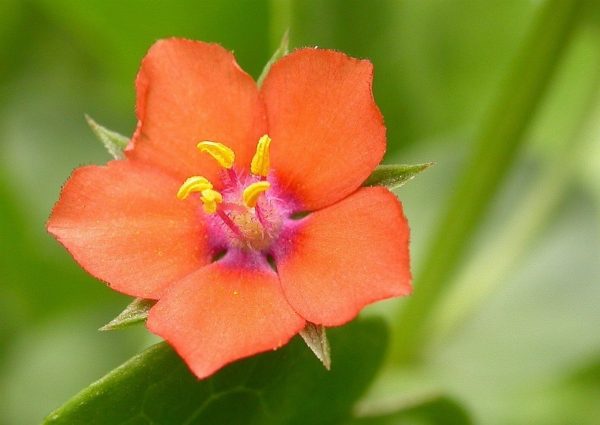 the_scarlet_pimpernel_flower