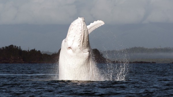 The White Whale, Americanization and the EU