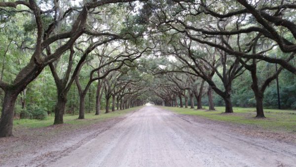 through_the_colonnades_of_trees