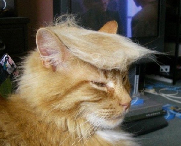 trump_cat