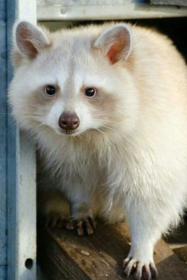 white_trash_panda