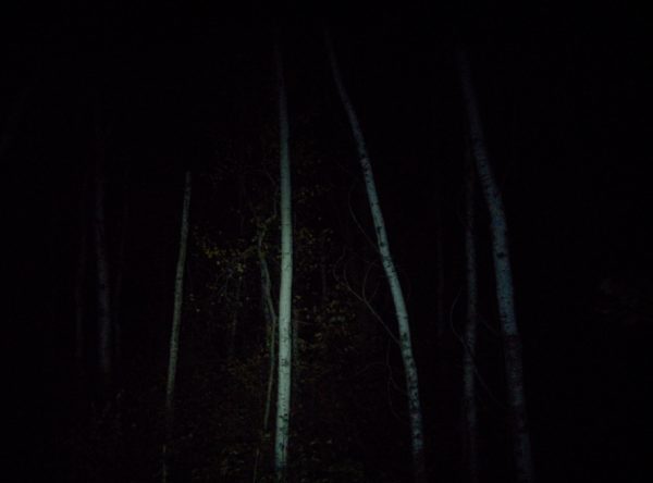 woods_in_darkness